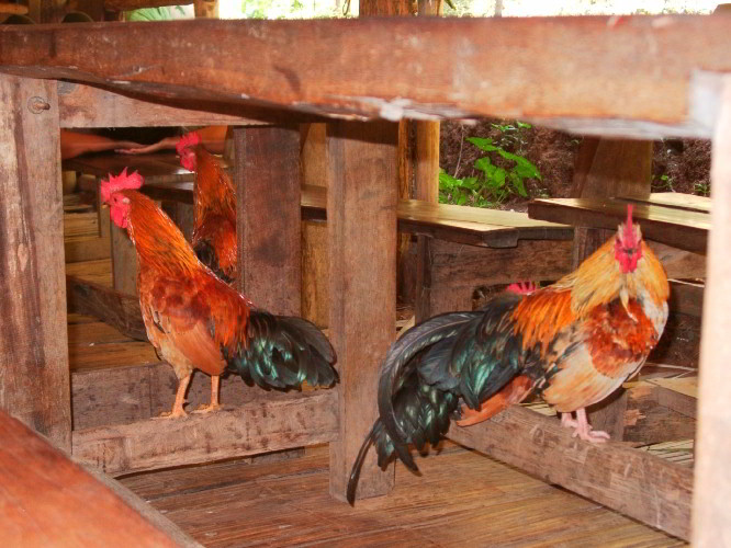 chickennnsz.jpg