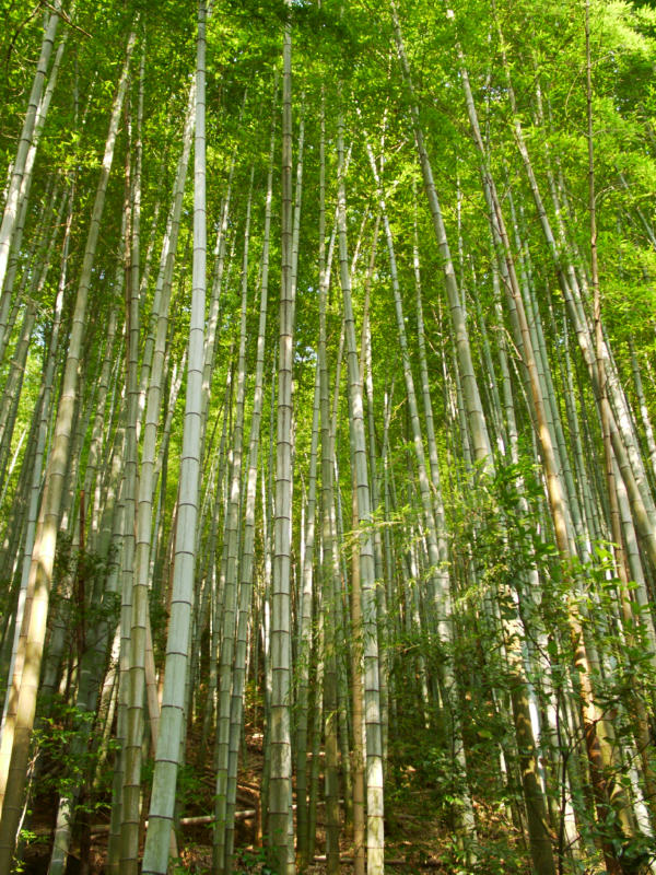 hikebamboo.jpg