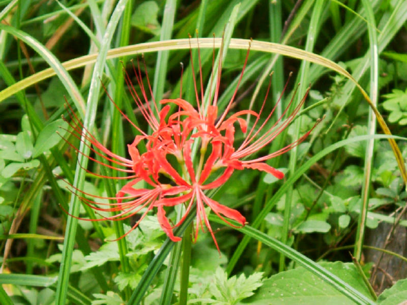 hikeflower.jpg
