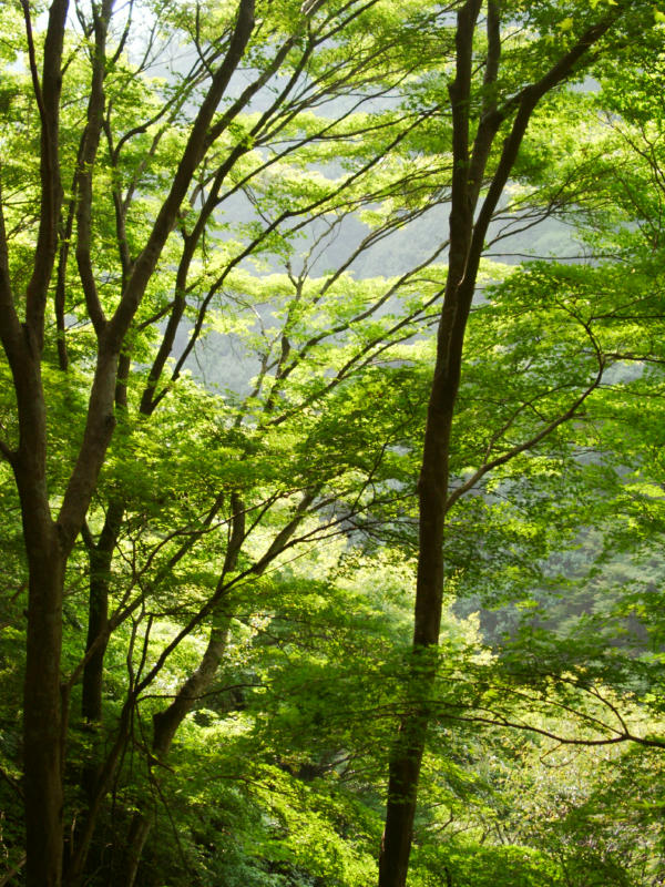 hikehardwoods2.jpg
