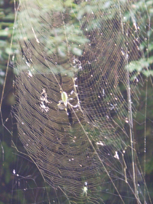 hikespider.jpg