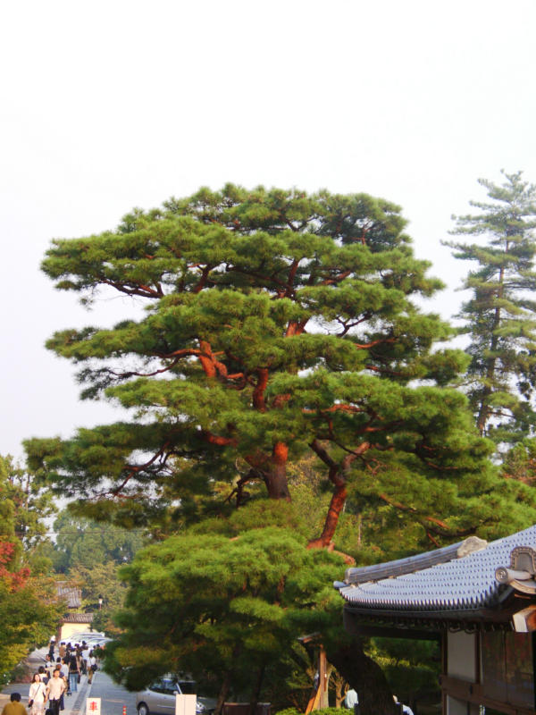 hugebonsai.jpg
