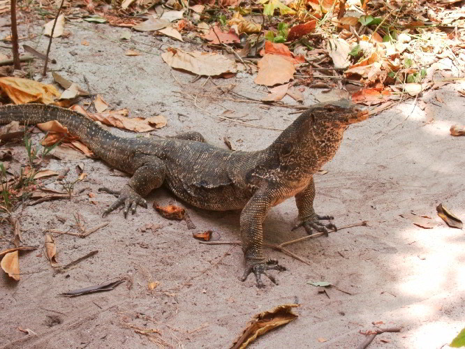 monitorlizard.jpg
